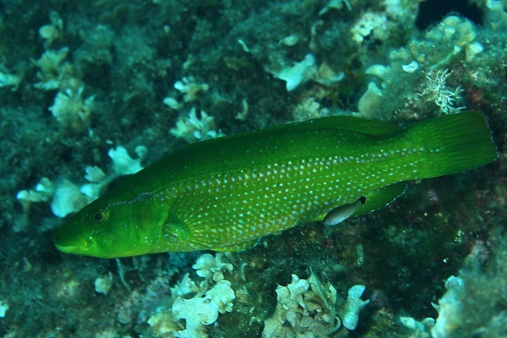 Labrus viridis
